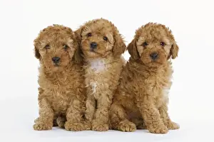 Dog - Apricot Poodle three in studio