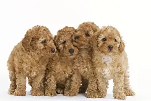 Dog - Apricot Poodle four in studio