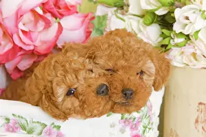 Apricot Prints: Dog - Apricot Poodles in basket with flowers Digital Manipulation: cleaned-up eye