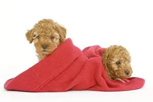 Dog - two Apricot Poodles in blanket