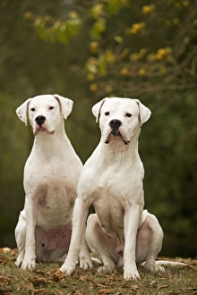 Images Dated 26th October 2008: Dog - Argentinian Mastiff / Dogo Argentino