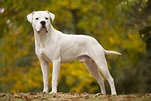 Images Dated 26th October 2008: Dog - Argentinian Mastiff / Dogo Argentino