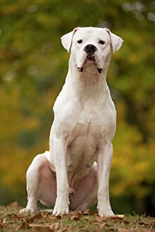 Images Dated 26th October 2008: Dog - Argentinian Mastiff / Dogo Argentino
