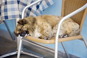Stray Gallery: Dog - asleep on a chair - Stray