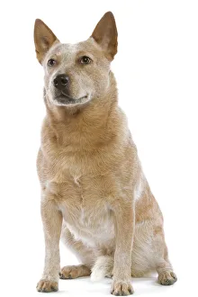 Herd Breeds Collection: Dog - Australian Cattle Dog in studio