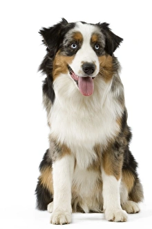 Images Dated 13th March 2006: Dog - Australian Sheepdog / Shepherd Dog