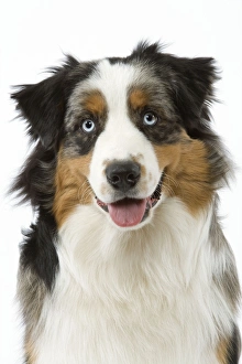 Images Dated 13th March 2006: Dog - Australian Sheepdog / Shepherd Dog