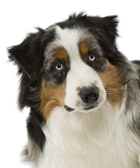 Images Dated 13th March 2006: Dog - Australian Sheepdog / Shepherd Dog