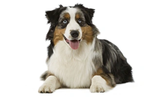 Images Dated 13th March 2006: Dog - Australian Sheepdog / Shepherd Dog