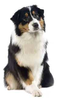 Dog - Australian Sheepdog / Shepherd Dog