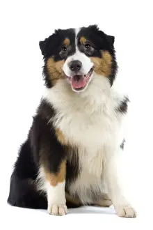 Dog - Australian Sheepdog / Shepherd Dog
