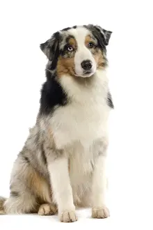 Dog - Australian Sheepdog / Shepherd Dog