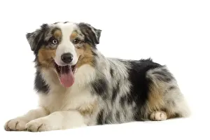 Dog - Australian Sheepdog / Shepherd Dog