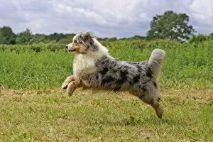 Dog - Australian Sheepdog / Shepherd Dog