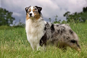 Herd Breeds Collection: Dog - Australian Sheepdog / Shepherd Dog
