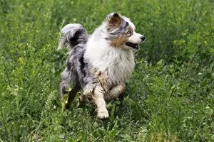 Images Dated 27th May 2011: Dog - Australian Sheepdog / Shepherd Dog