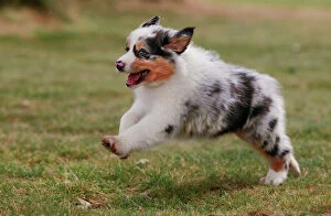 Images Dated 27th May 2011: Dog - Australian Sheepdog / Shepherd Dog