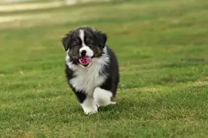 Dog - Australian Sheepdog / Shepherd Dog - with ball in mouth