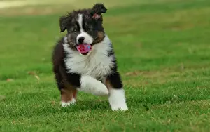 Mouths Prints: Dog - Australian Sheepdog / Shepherd Dog - with ball in mouth