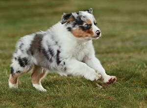 Images Dated 27th May 2011: Dog - Australian Sheepdog / Shepherd Dog - puppy