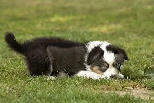 Images Dated 27th May 2011: Dog - Australian Sheepdog / Shepherd Dog - puppy