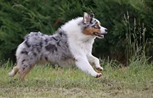 Dog - Australian Sheepdog / Shepherd Dog - running