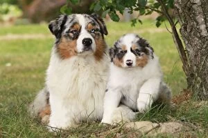 Images Dated 27th May 2011: Dog - Australian Sheepdogs / Shepherd Dogs