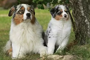 Images Dated 27th May 2011: Dog - Australian Sheepdogs / Shepherd Dogs