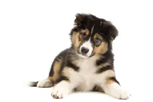 Dog - Australian Shepherd