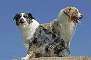 Images Dated 15th June 2004: Dog - Australian Shepherd, two