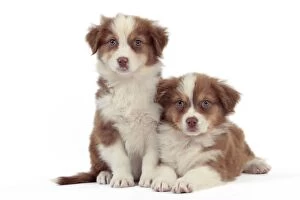 Dog - Australian Shepherd Dog - puppies