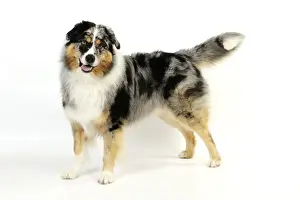 DOG. Australian shepherd dog standing