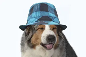 Laughing Prints: DOG. Australian Shepherd, head & shoulders, face, expression wearing blue checked hat