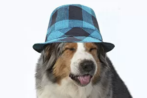 Portraits Collection: DOG. Australian Shepherd, head & shoulders, face, expression wearing blue checked hat