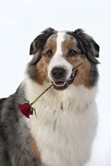 Images Dated 15th April 2020: DOG. Australian Shepherd, holding a red rose