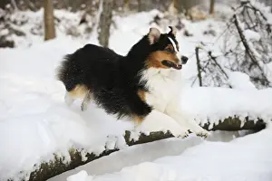 Shepherd Dog Prints: DOG. Australian shepherd jumping over snow covered branch