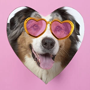 Images Dated 12th April 2020: DOG. Australian Shepherd, looking through heart