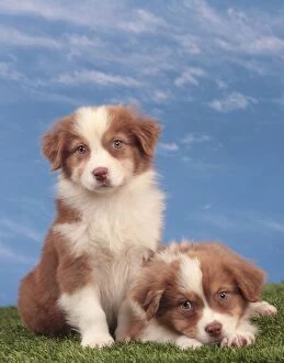 Dog - Australian Shepherd puppies