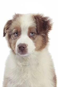 Dog - Australian Shepherd puppy