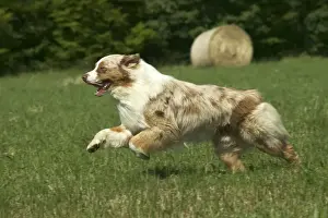 Dog - Australian Shepherd, running