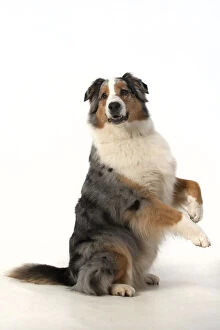 Images Dated 15th April 2020: DOG. Australian Shepherd, sitting up with paws