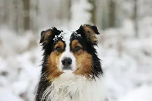DOG. Australian shepherd with snow on head