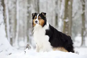 Shepherd Dog Prints: DOG. Australian shepherd standing in the snow