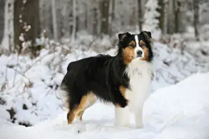 DOG. Australian shepherd standing in the snow