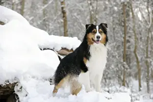 Shepherd Dog Prints: DOG. Australian shepherd standing on snow covered logs