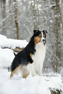DOG. Australian shepherd standing on snow covered logs