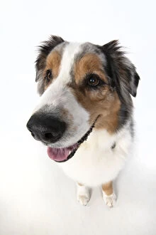 Images Dated 15th April 2020: DOG. Australian Shepherd, wide angle lens, face