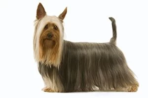 Dog - Australian Silky Terrier. Also known as Silky Terrier or Sydney Silky