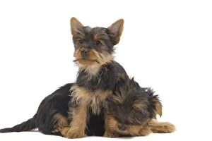 Images Dated 16th October 2010: Dog - Australian Silky Terrier - puppies in studio. Also known as Silky Terrier or Sydney Silky