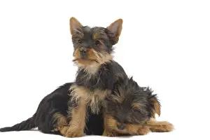 Dog - Australian Silky Terrier - puppies in studio. Also known as Silky Terrier or Sydney Silky